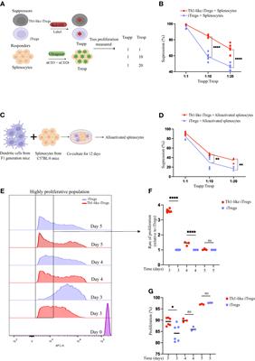 PRMT5 regulates epigenetic changes in suppressive Th1-like iTregs in response to IL-12 treatment